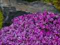 Phlox subulata IMG_0423 Płomyk szydlasty